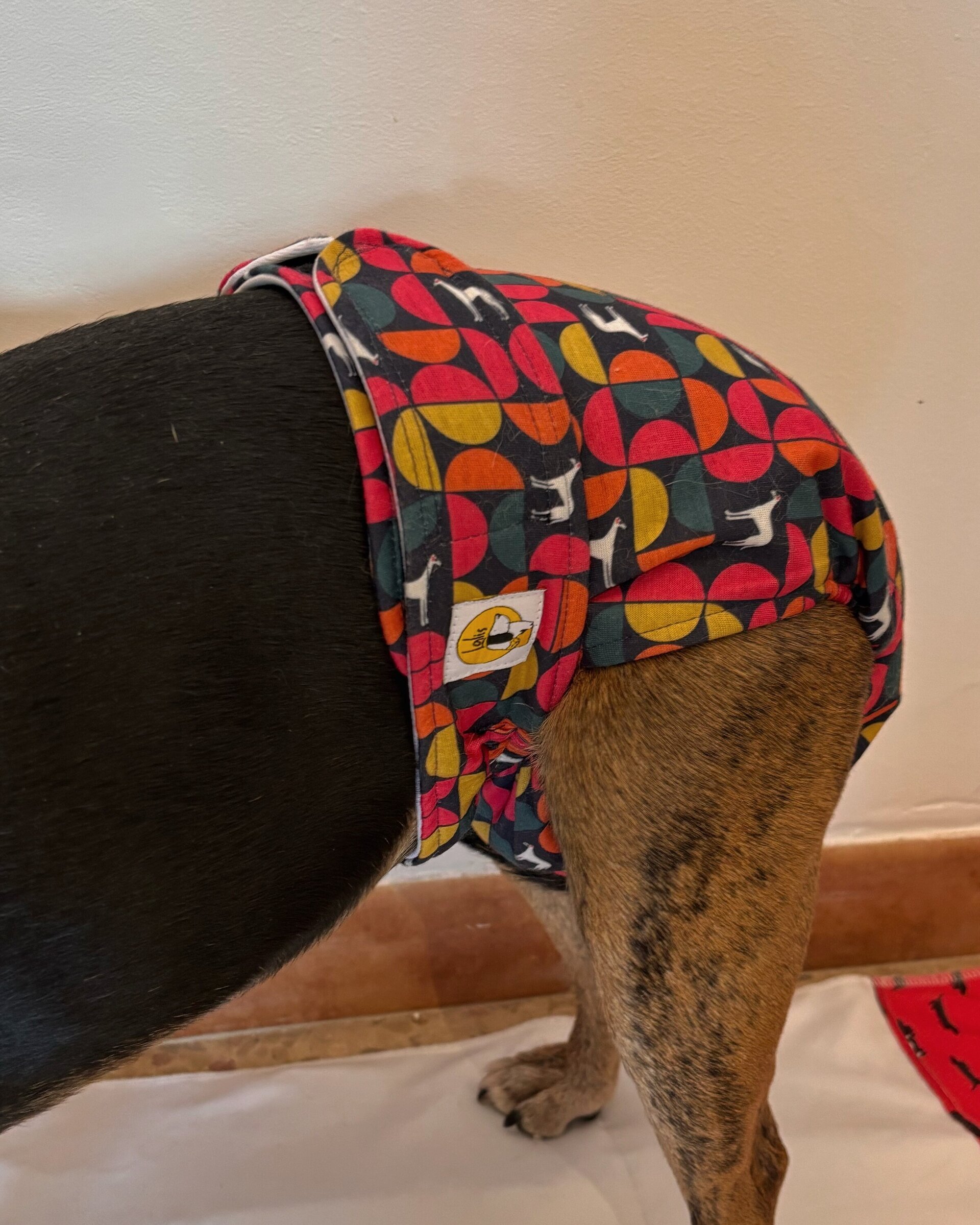 Pañal hembra braguita-House dog - 2