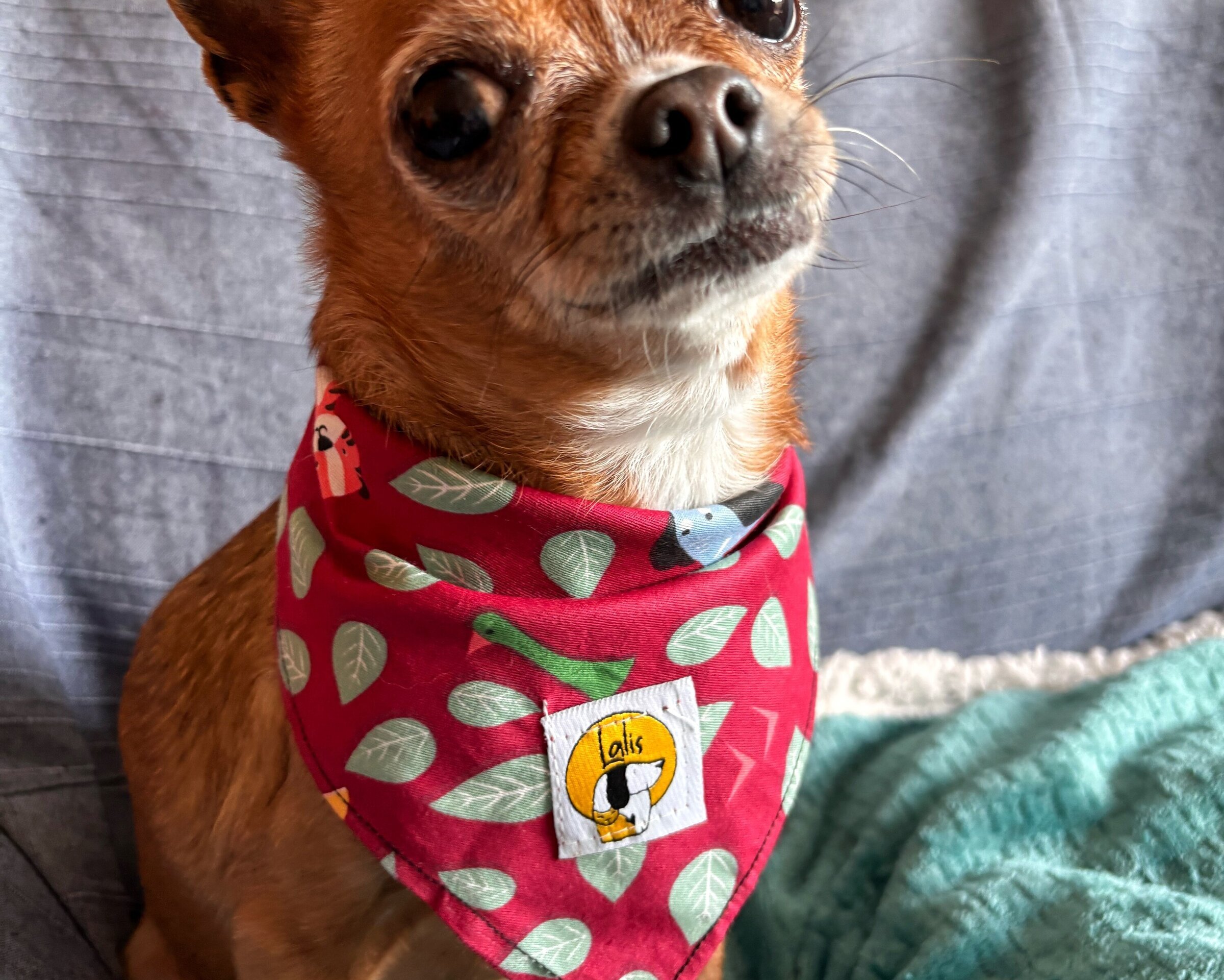 Bandana Solidaria - 2