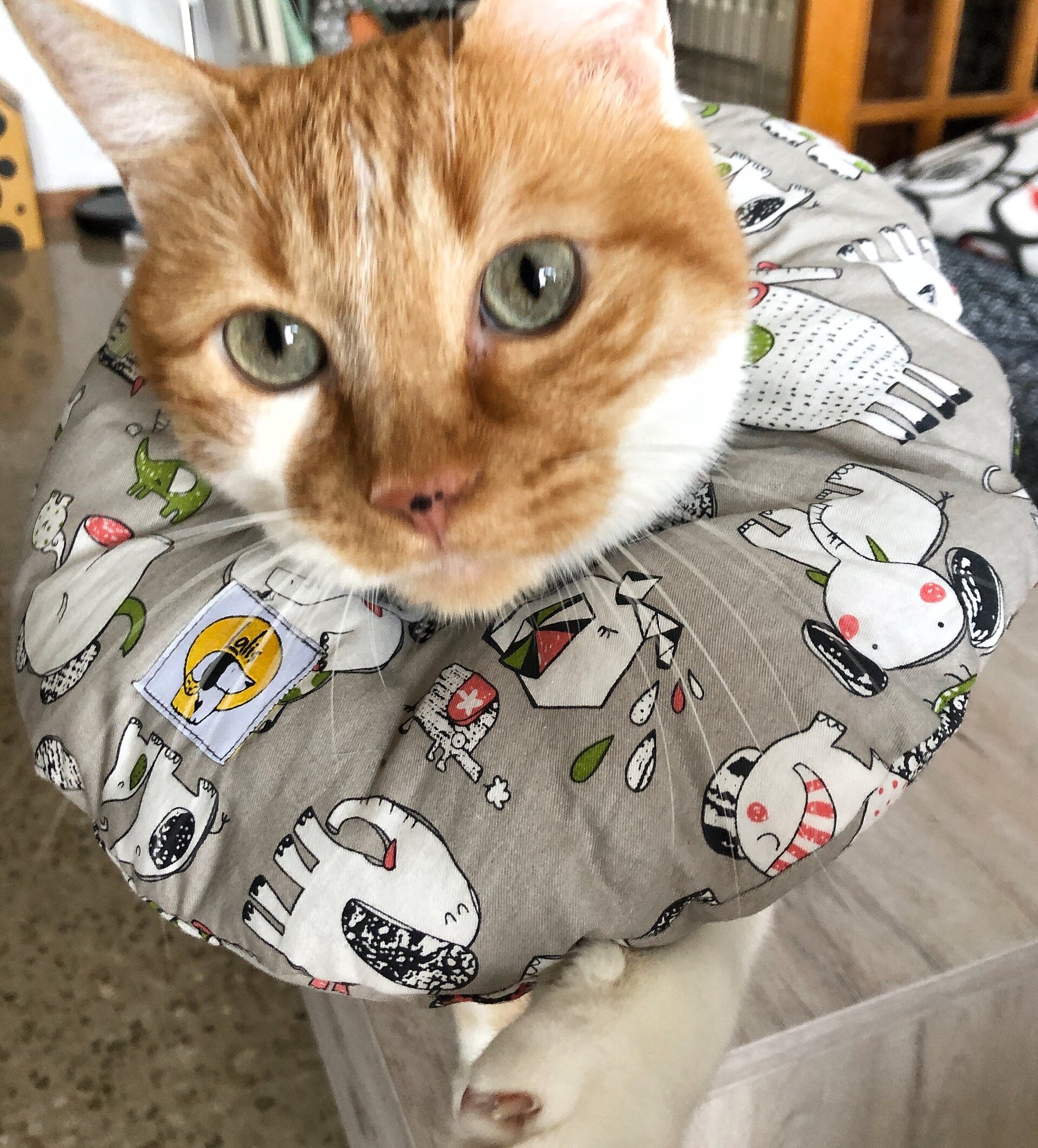 Collarin Donut Boira - 4