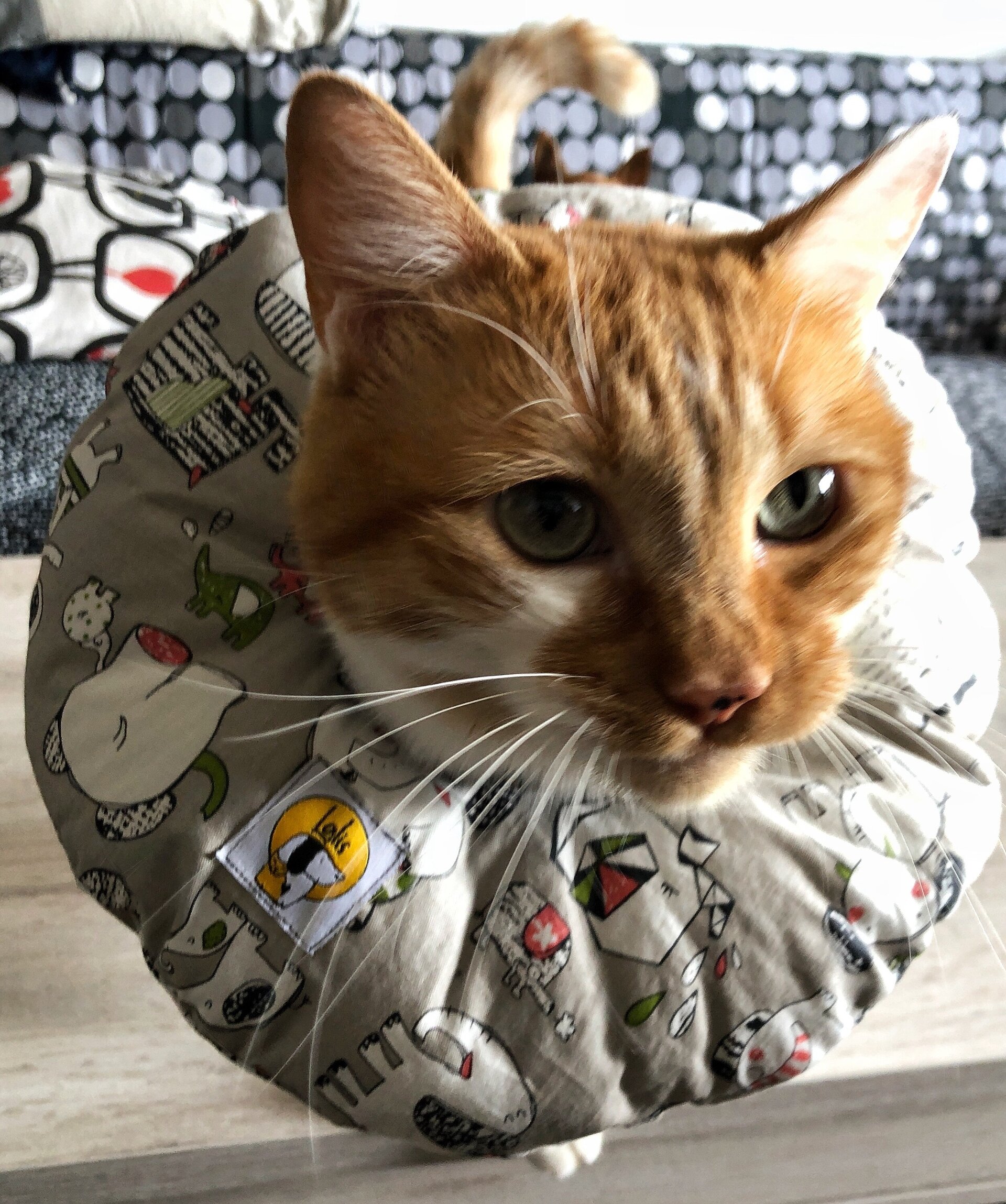 Collarin Donut Boira - 5