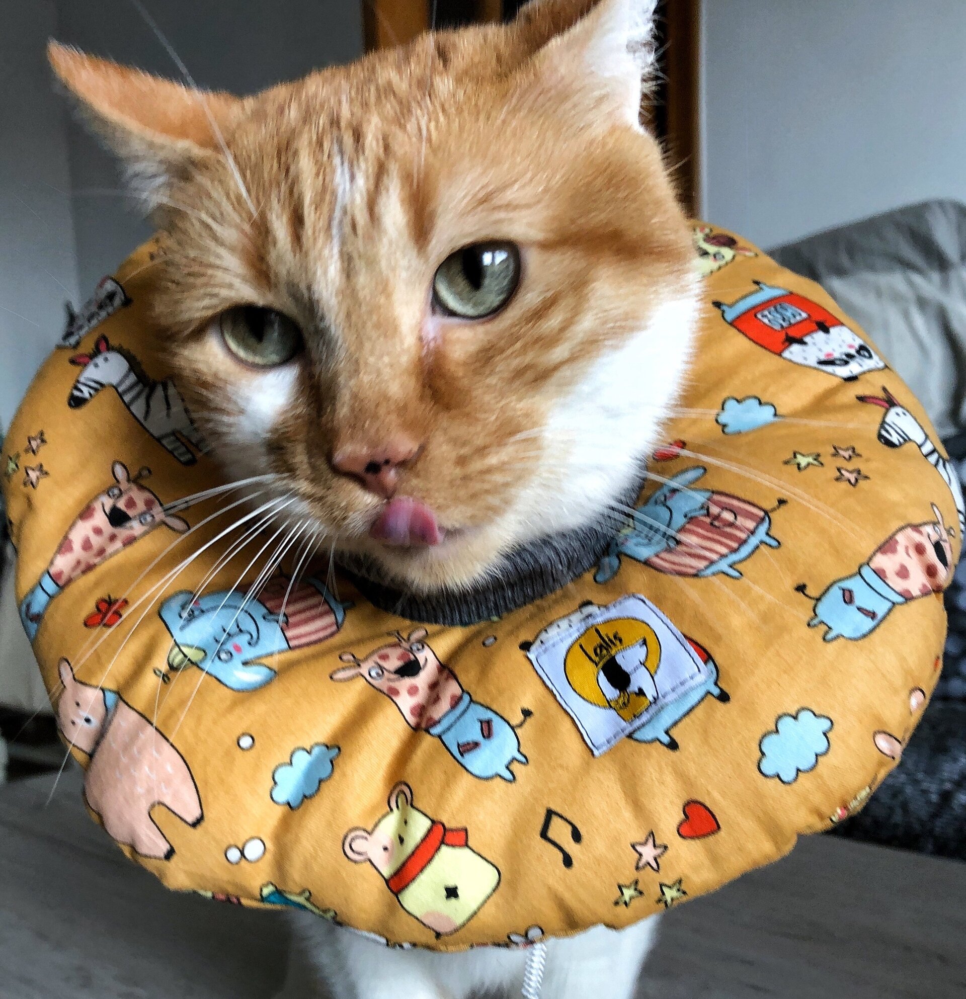 Collarin Donut Mandarina - 4