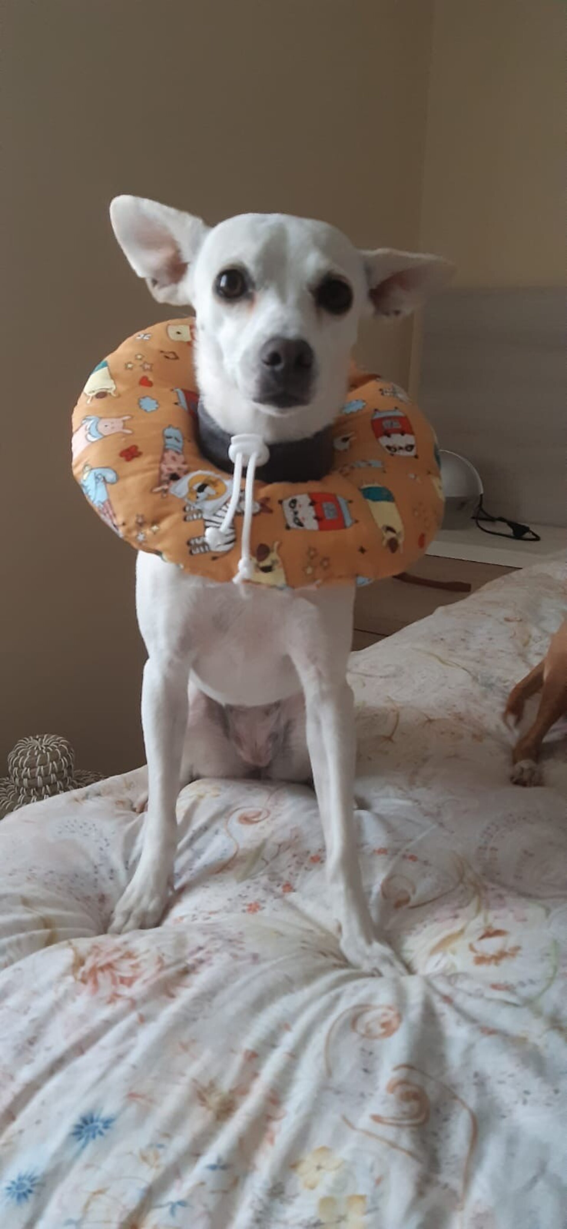 Collarin Donut Mandarina - 6