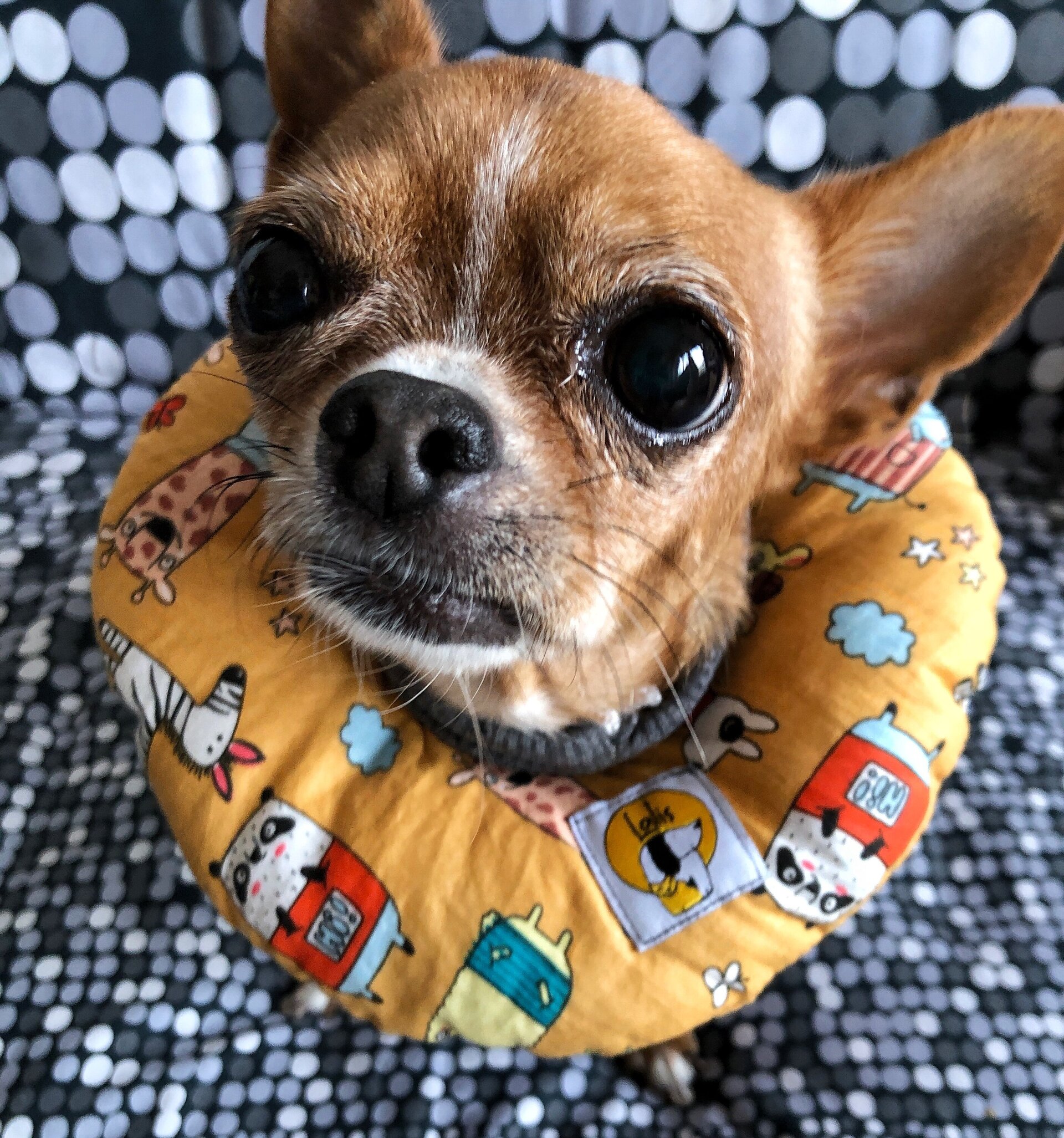 Collarin Donut Mandarina - 7