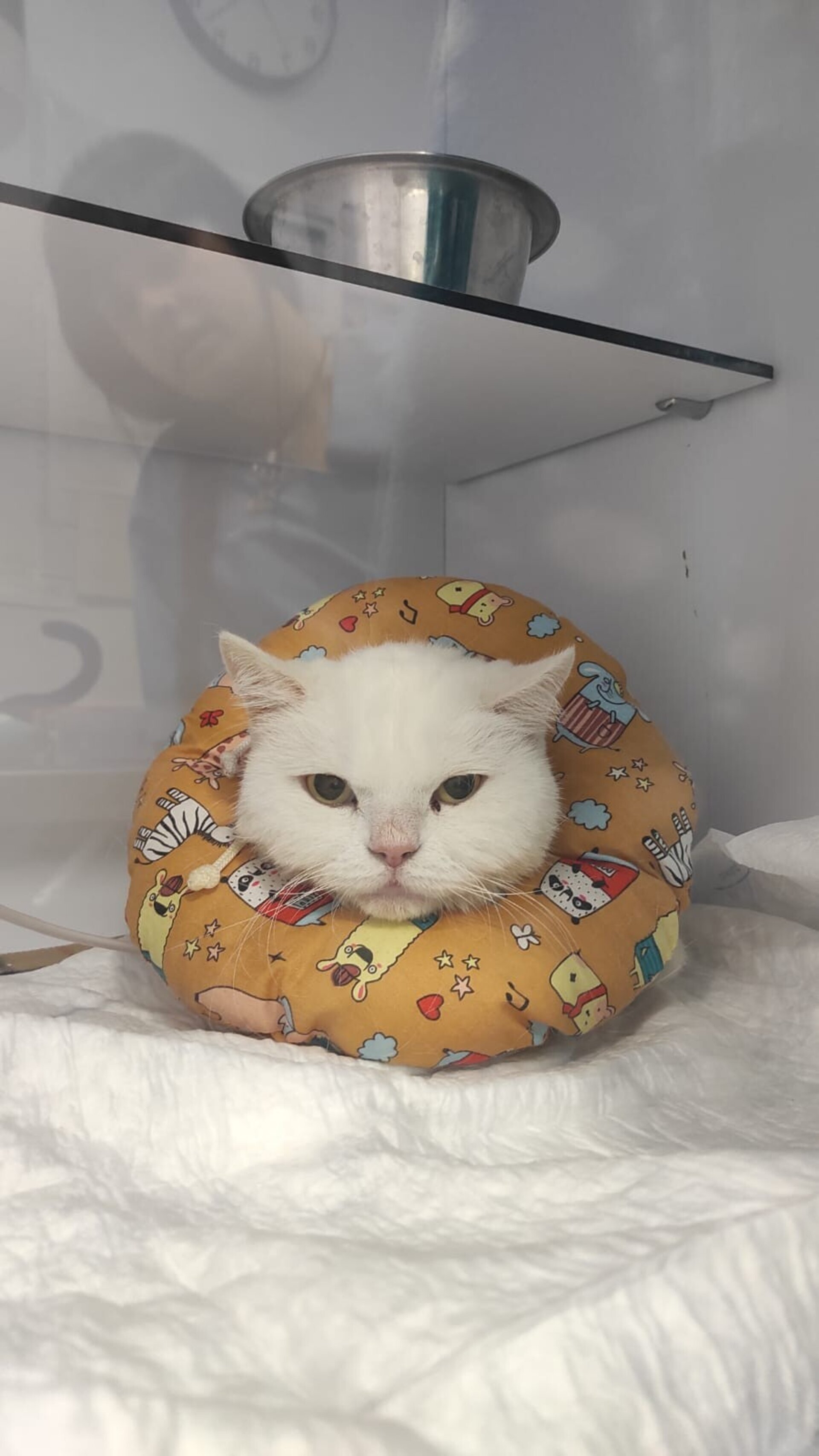 Collarin Donut Mandarina - 5