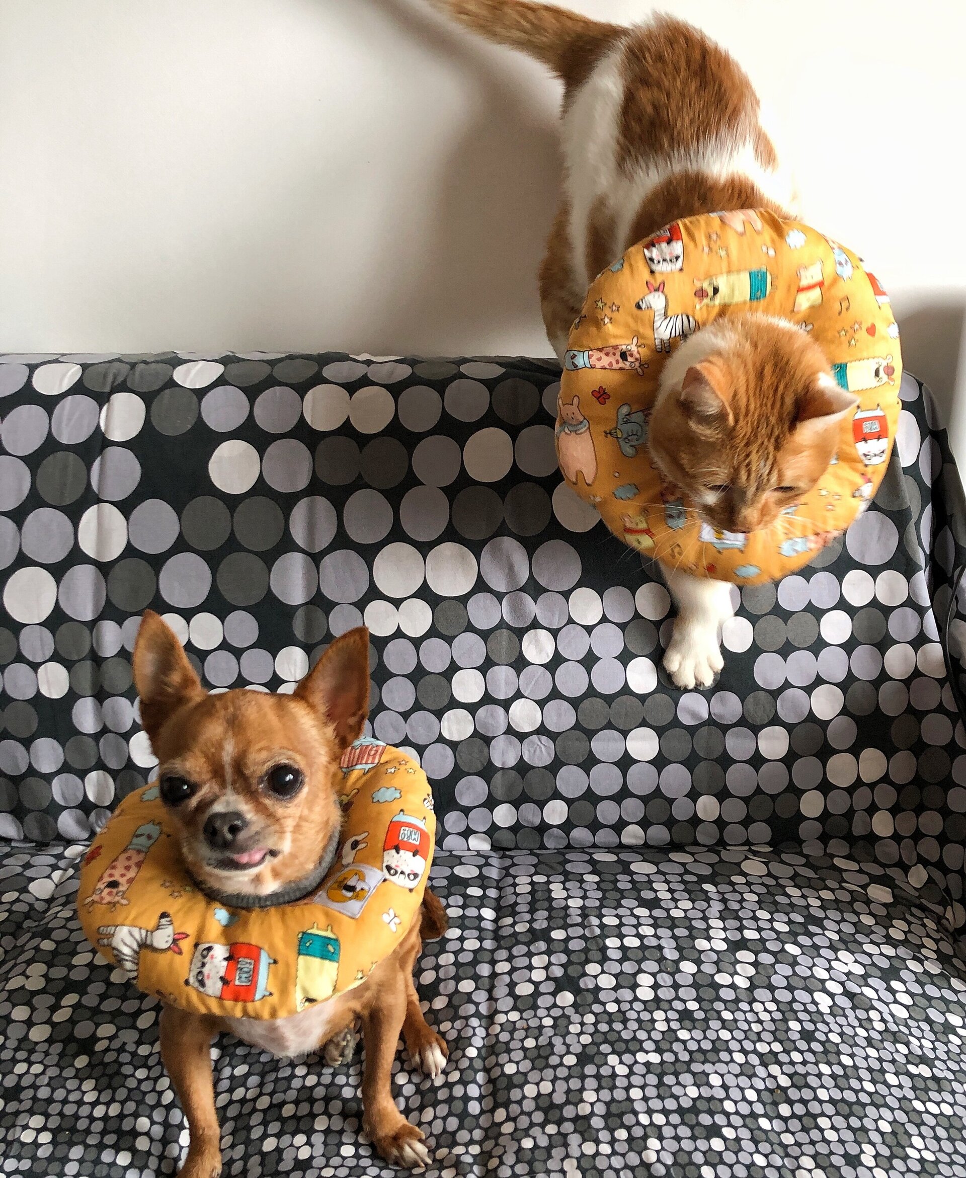 Collarin Donut Mandarina - 8