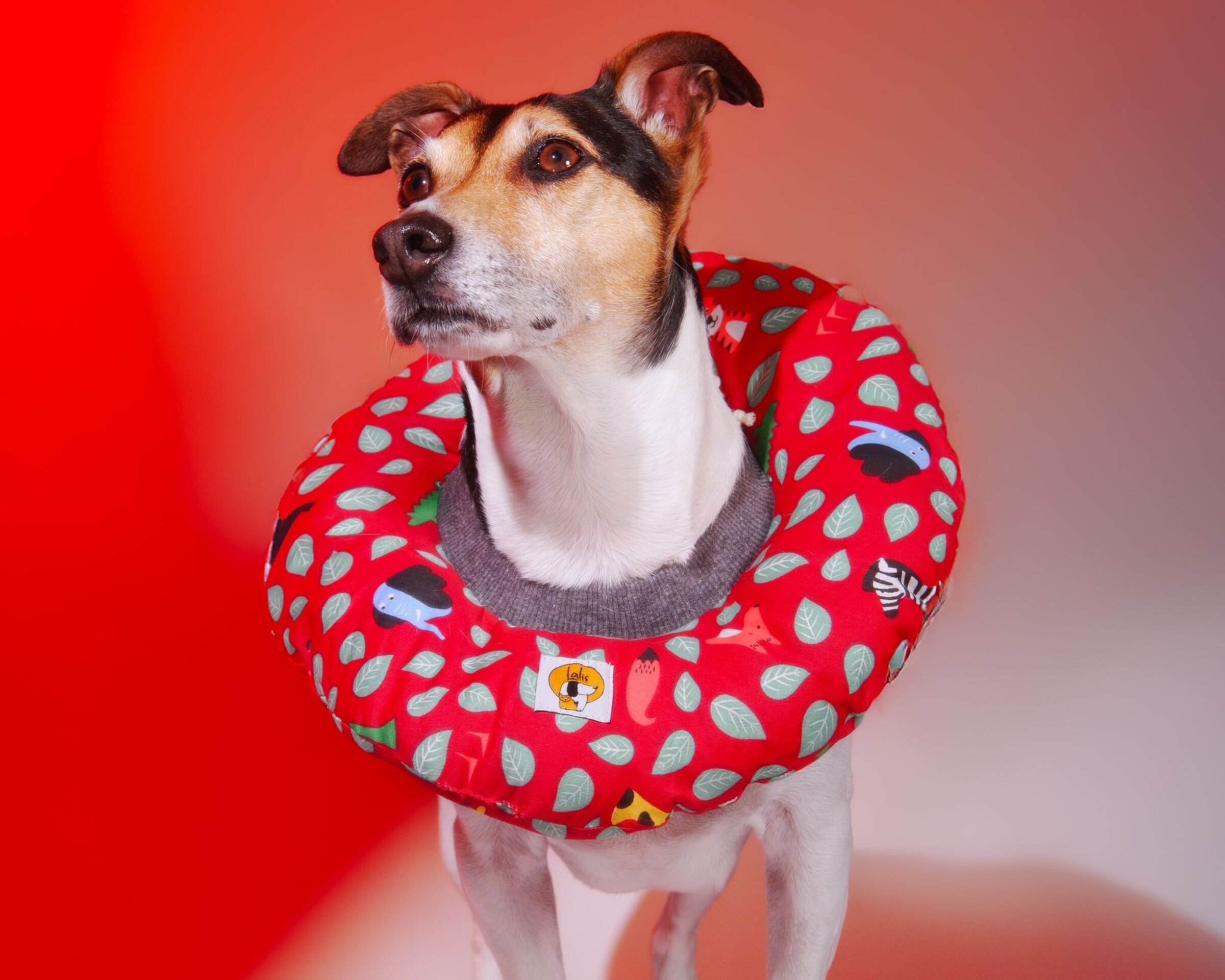 Collarin Donut Hojitas - 2