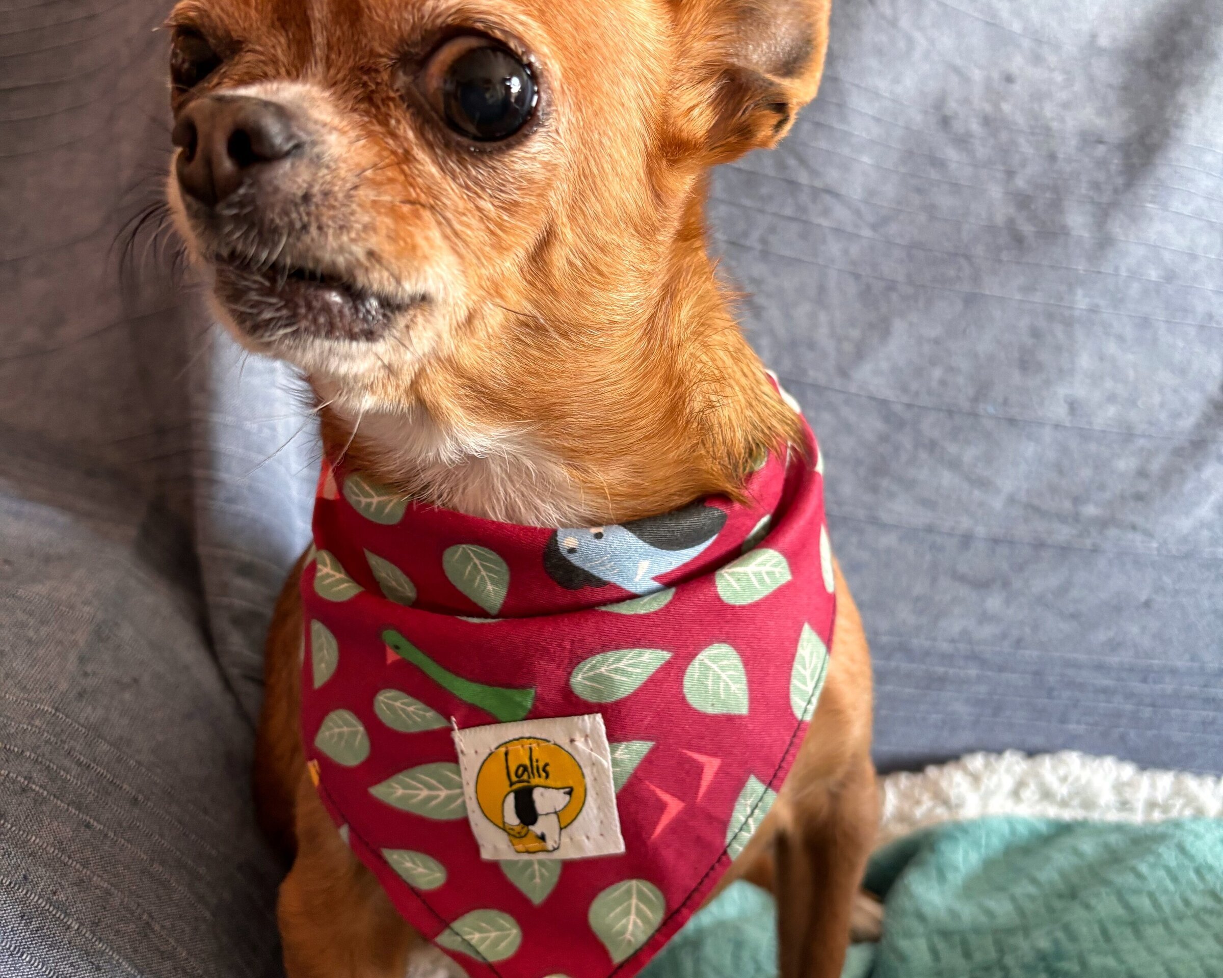 Bandana Solidaria - 2