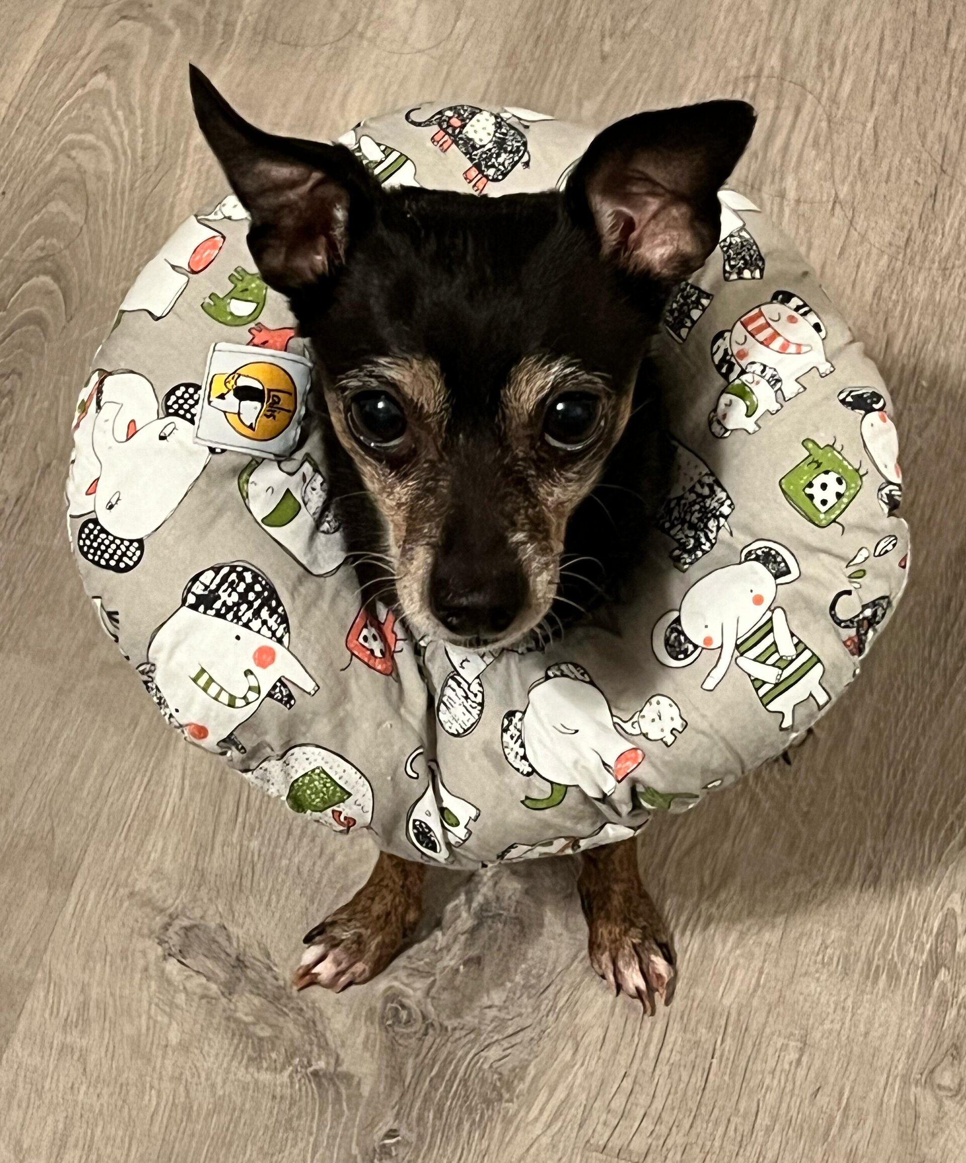Collarin Donut Boira - 6
